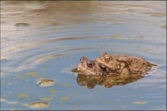 crapaud-1
