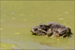 crapaud-2