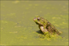 crapaud-4