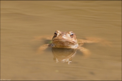 crapaud-5