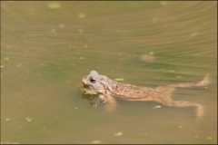 crapaud-7