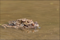 crapaud-8