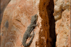 geko-1
