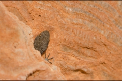 geko-3