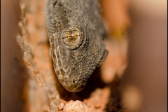 geko-4