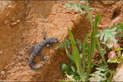 geko-5