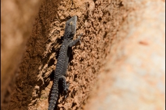 geko-6