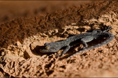 geko-7
