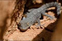 geko-8