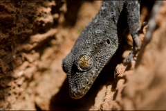 geko-9