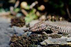 lezard-avril-1