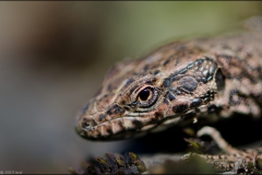 lezard-avril-2