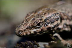 lezard-avril-4