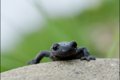 salamandre01
