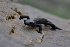 salamandre02