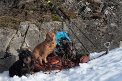 les chiens-première-sortie-Clown