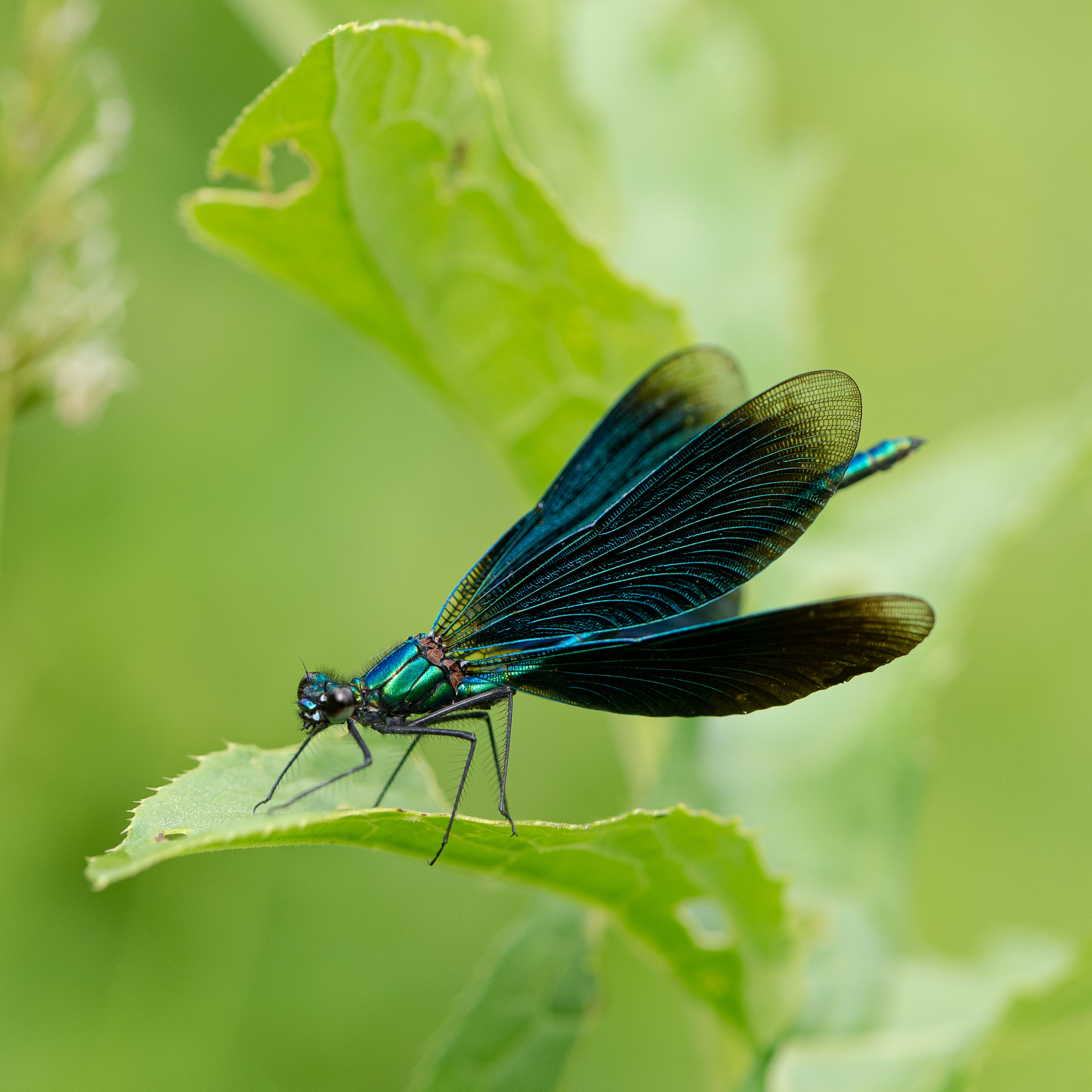 Calopteryx-eclatant