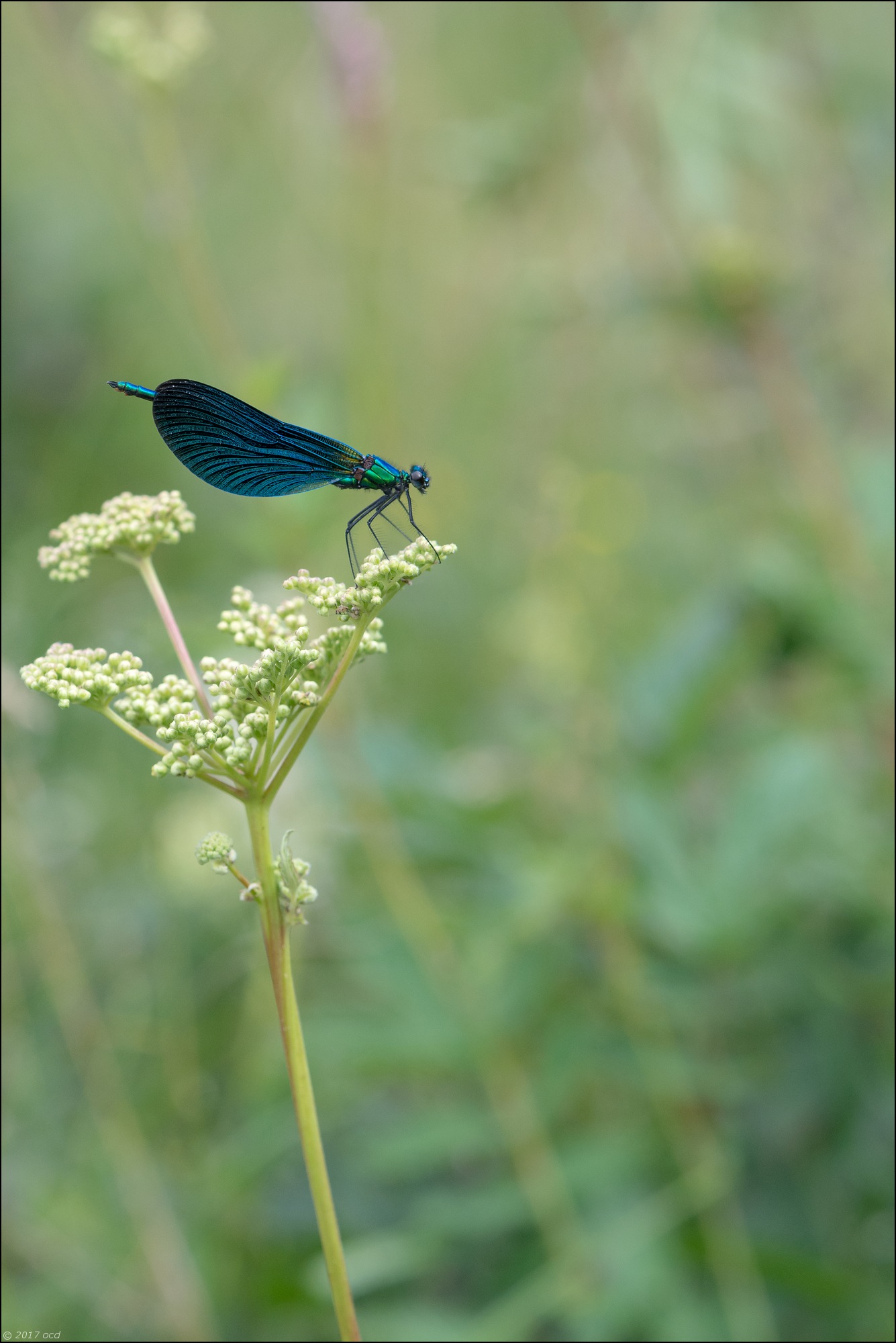 libellule-Calopteryx-virgo-juillet-2017