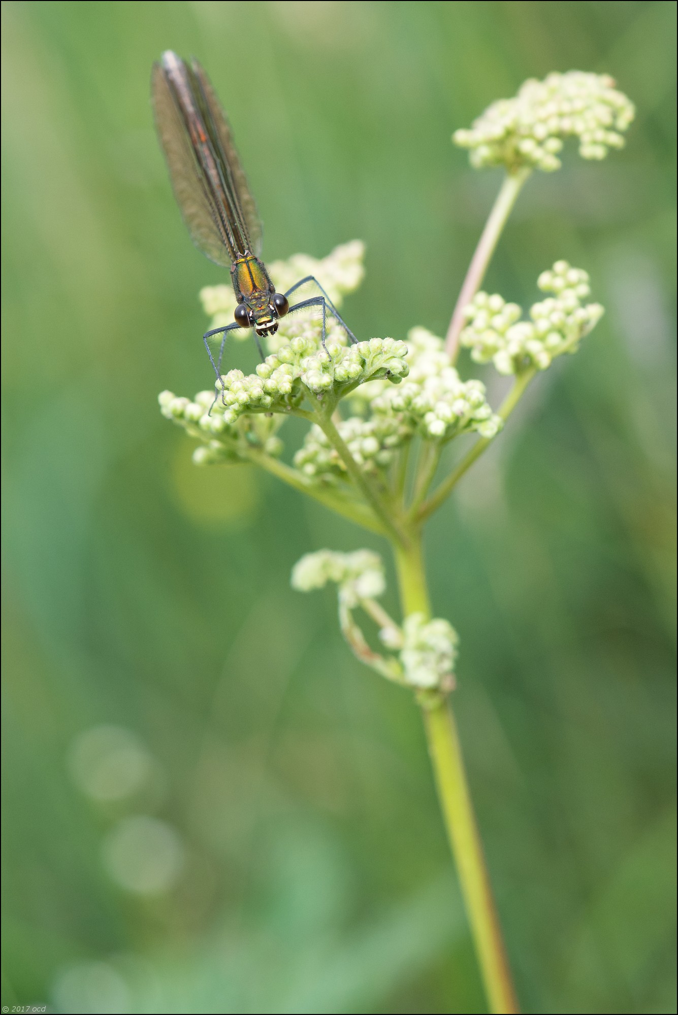 libellule-calopteryx-eclantant-femelle-2017-juillet