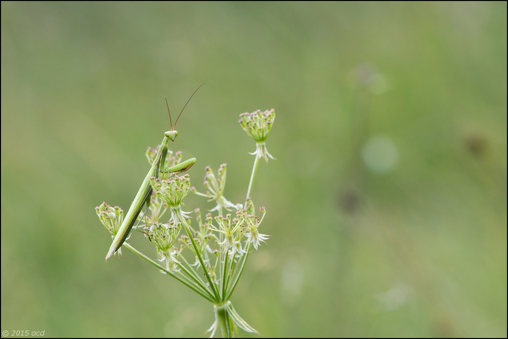 mante-pluie-12