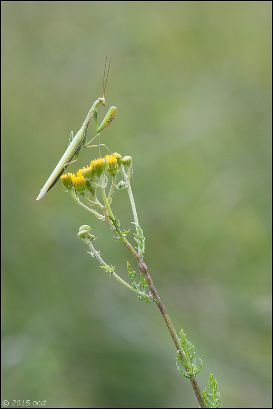 mante-pluie-5