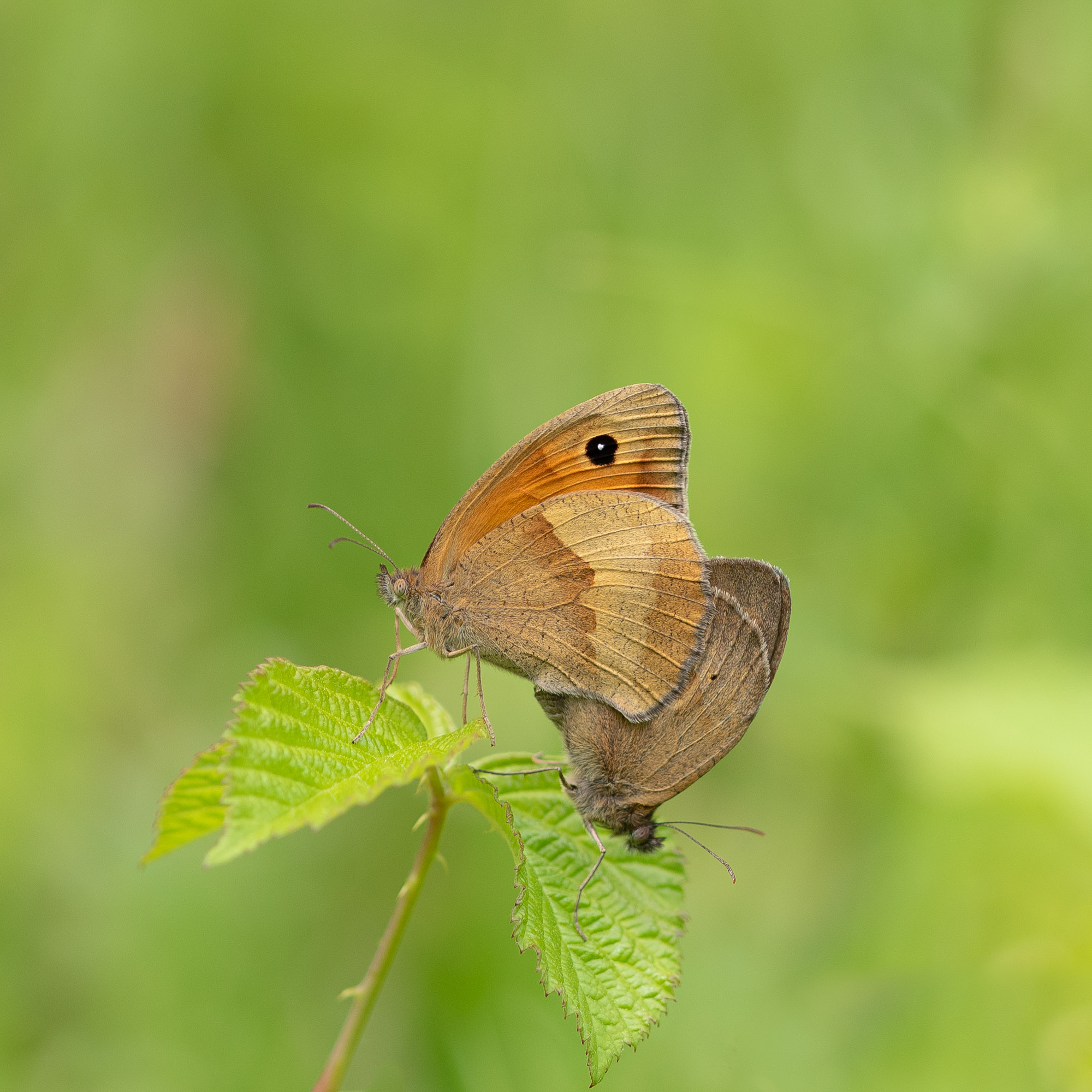 papillons