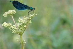 libellule-Calopteryx-virgo-juillet-2017