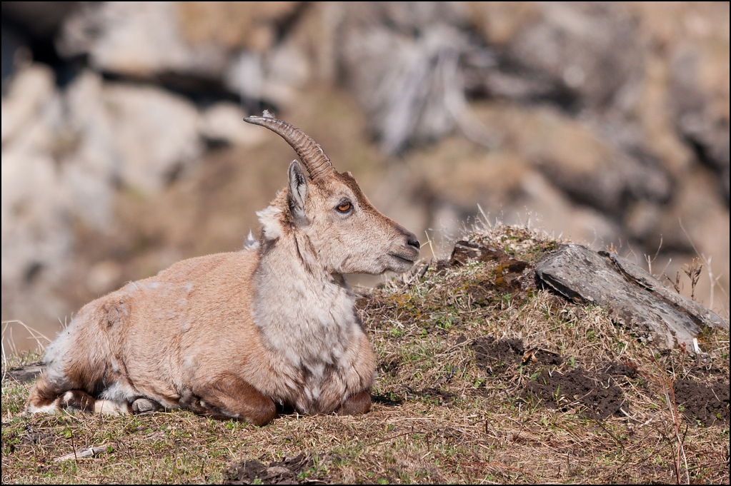 bouc-16-avril-5