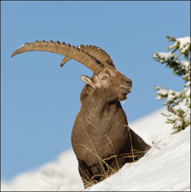 bouc-2014-oct-23-1-carre