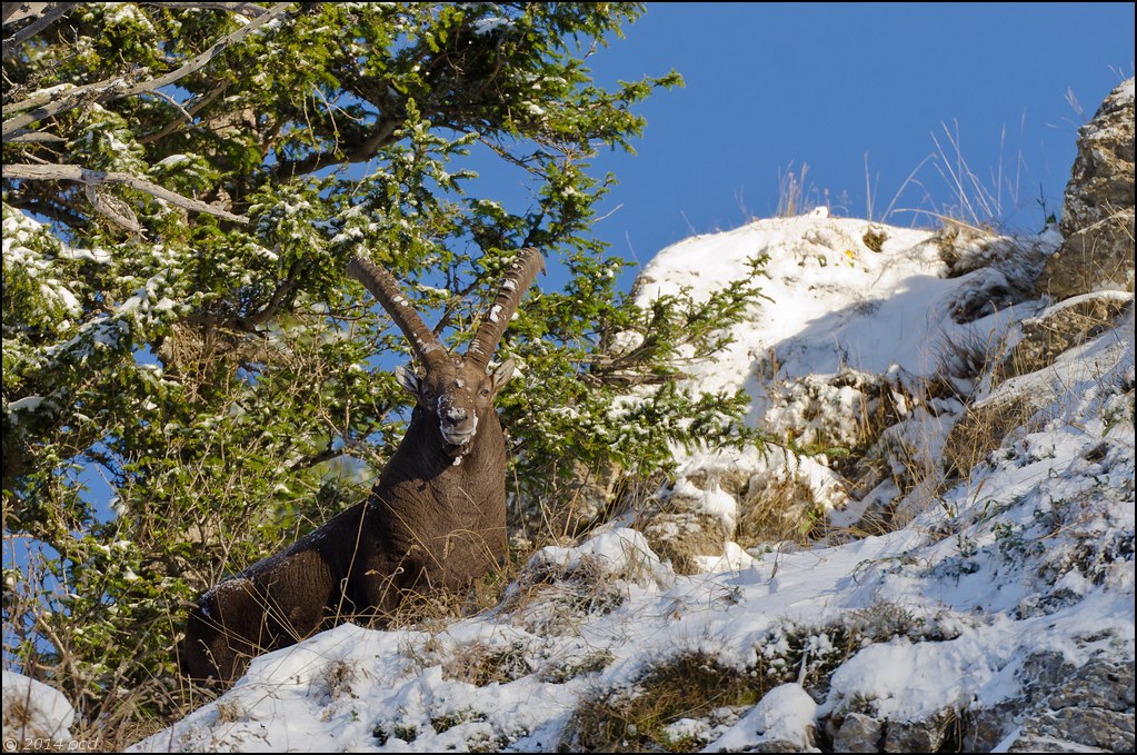 bouc-2014-oct-23-10