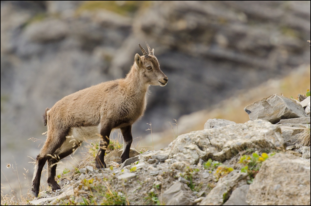 bouc-6-octobre-11