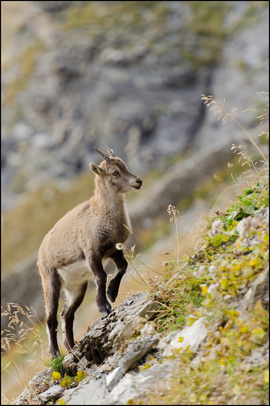 bouc-6-octobre-2