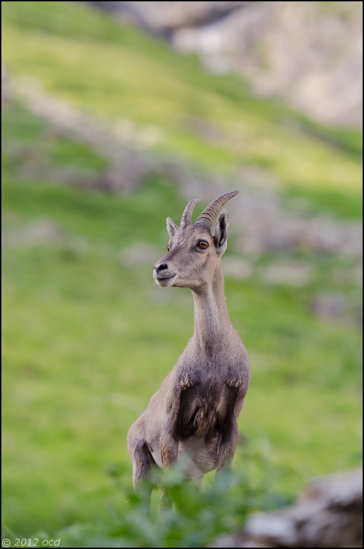 bouc-9-juillet-14