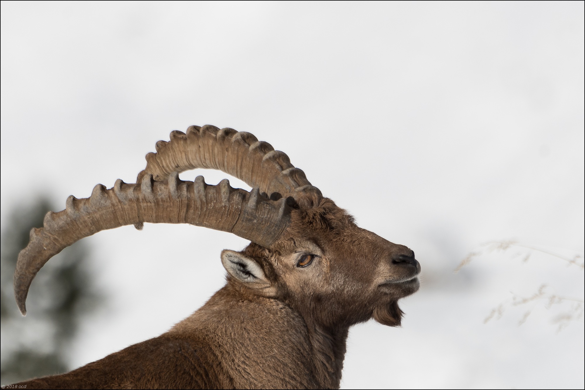 bouquetin-2018-5-decembre-un