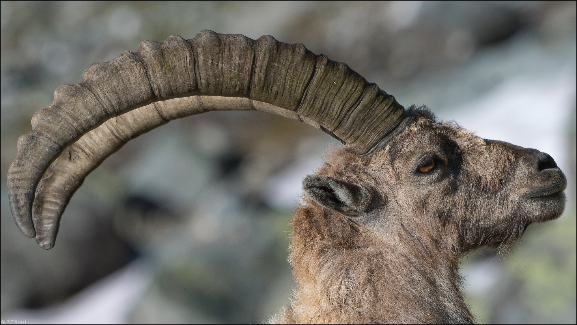 bouquetin-2018-valais