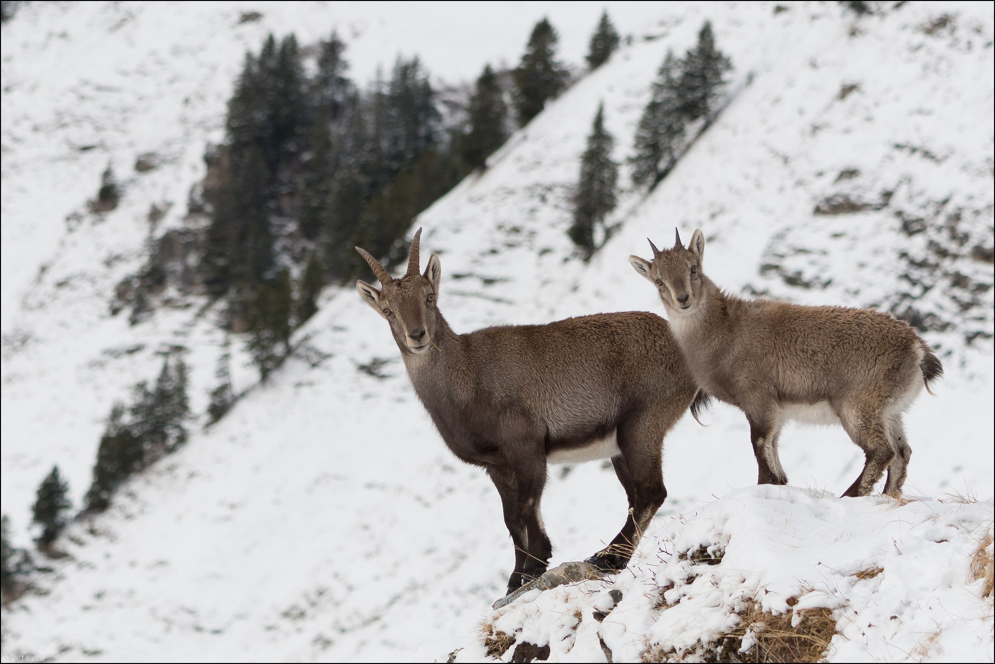 etagne-et-son-cabri-decembre-2018