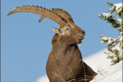 bouc-2014-oct-23-1-carre