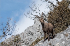 bouquetin-2018-valais-février