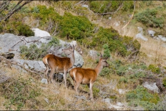 biche-cerf-1