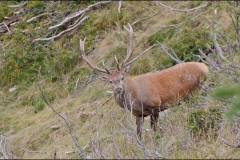 cerf-5