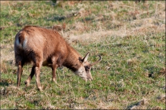 chamois-17-avril-1