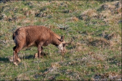 chamois-17-avril-2