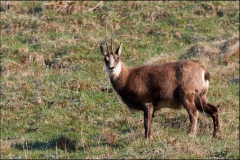 chamois-17-avril-3