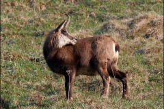 chamois-17-avril-4