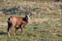 chamois-17-avril-5