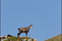 chamois-17-oct-1