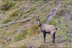 chamois-2013_