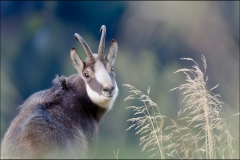 chamois-2014-18-oct-1