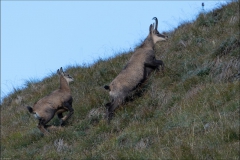 chamois-2017-15-septembre-deux