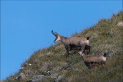 chamois-2017-15-septembre-un